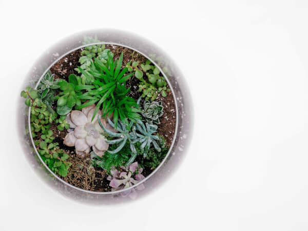 3 Best Terrarium Kits to Make at Home