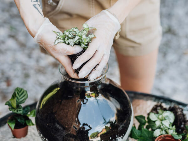 Brighten Up Your Home with DIY Terrarium Kits