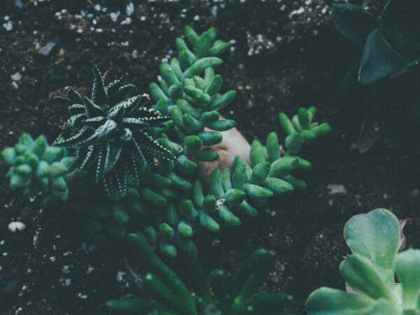 5 Reasons to Try Terrarium Making Classes in London