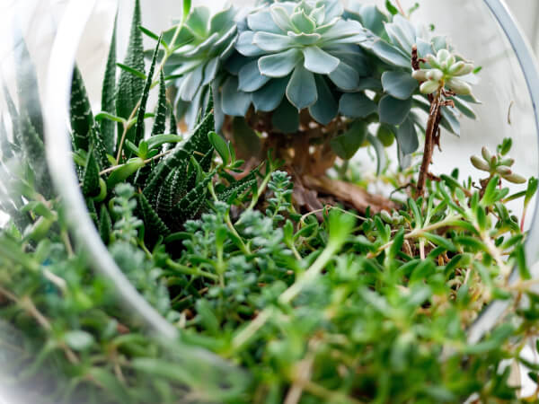 Why Terrarium Building Is Going to Be Your New Favourite Thing