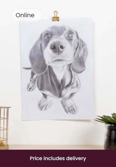 Beginner's Guide to Drawing a Pet Portrait 3 Week Course