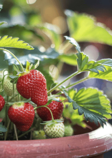 Container Gardening for Beginners: Grow Your Own Food