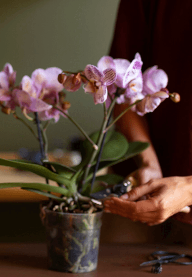 Create a Luxury Orchid Centrepiece Workshop