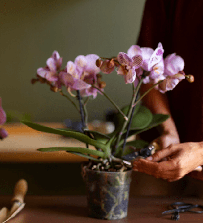 Create a Luxury Orchid Centrepiece Workshop