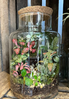 Create a Terrarium Workshop