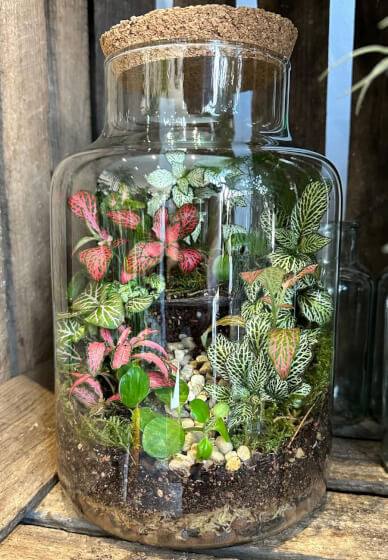 Create a Terrarium Workshop