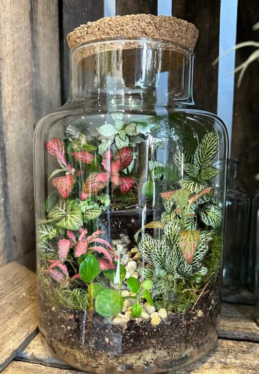 Create a Terrarium Workshop