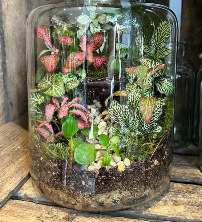 Create a Terrarium Workshop