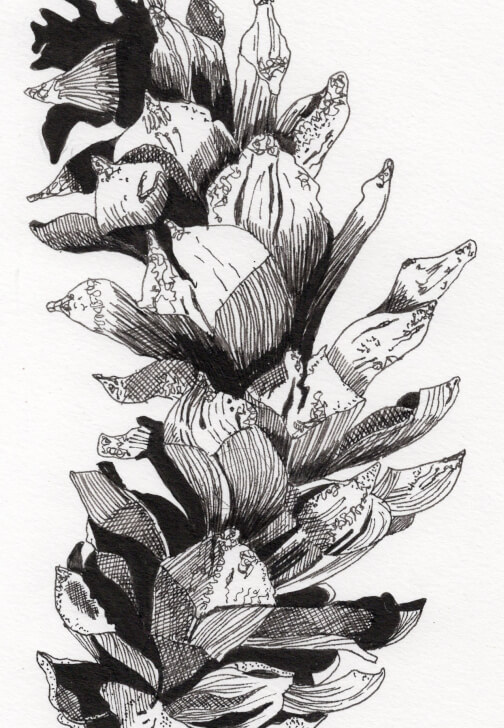 Creative Drawing (Mondays Walthamstow): Autumn Nature Studies