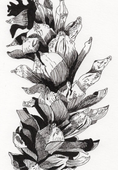Creative Drawing (Thursdays Walthamstow): Autumn Nature Studies