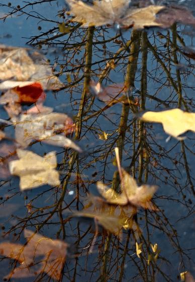 Creative Mindfulness: Stories, Senses and Nature Workshop