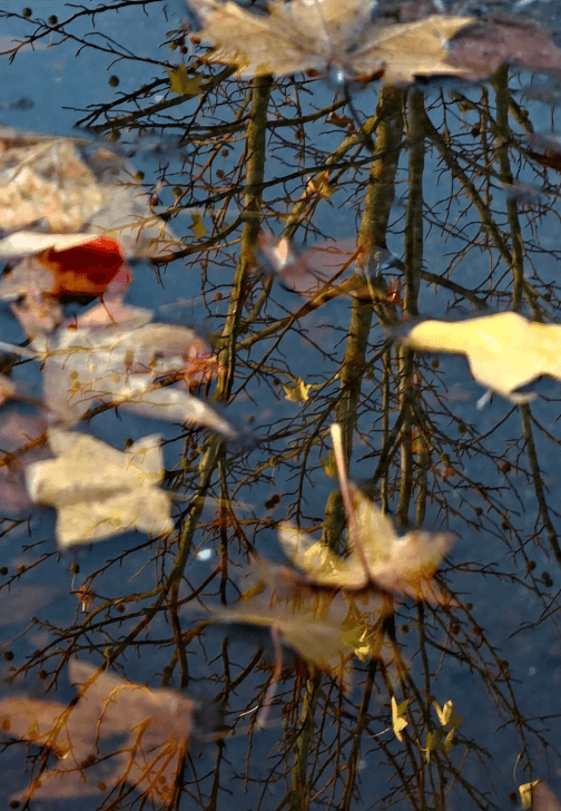 Creative Mindfulness: Stories, Senses and Nature Workshop