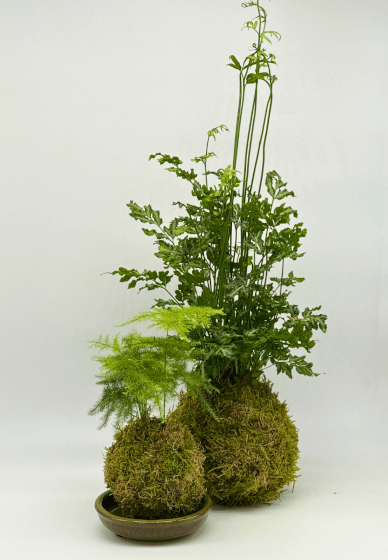 Fern Kokedama Workshop