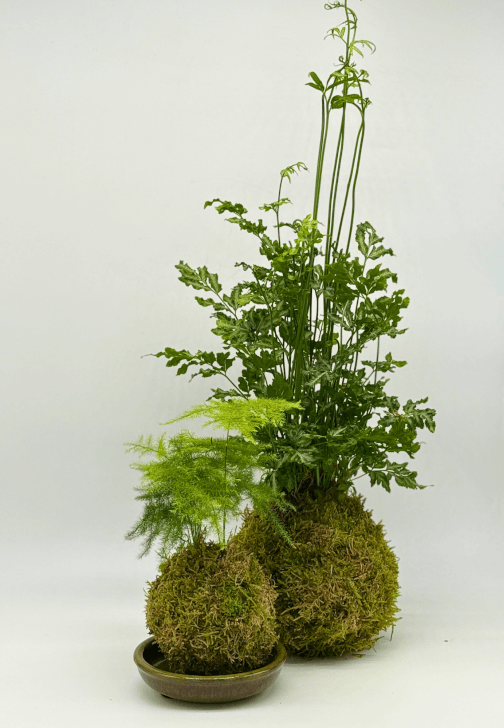 Fern Kokedama Workshop