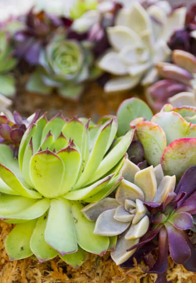 Floristry Workshop: Make a Succulent Wreath