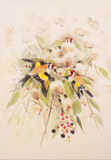 Watercolour Bird Painting Workshop