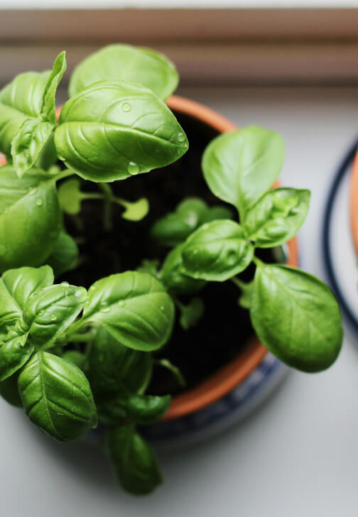 Urban Vegetable and Herb Growing Workshop