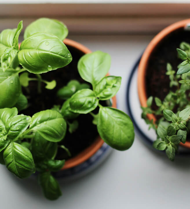 Urban Vegetable and Herb Growing Workshop