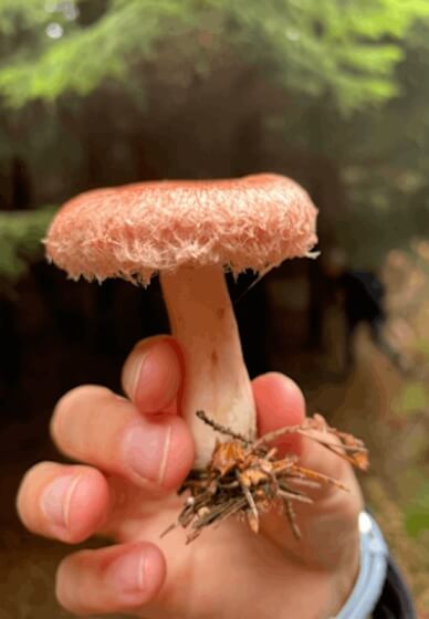 Guided Mushroom Foraging Class for Advanced Beginners