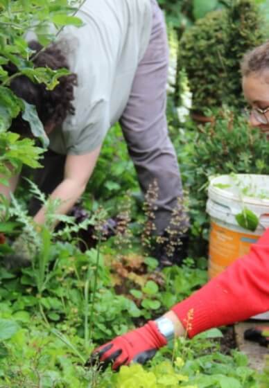 Introduction to Gardening Course