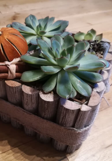 Kid's Succulent Planter Workshop