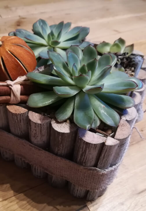 Kid's Succulent Planter Workshop
