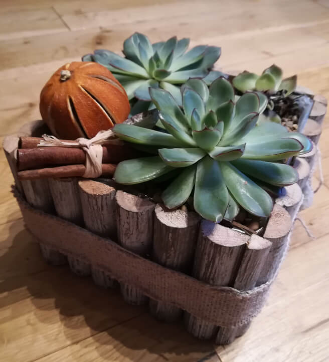 Kid's Succulent Planter Workshop