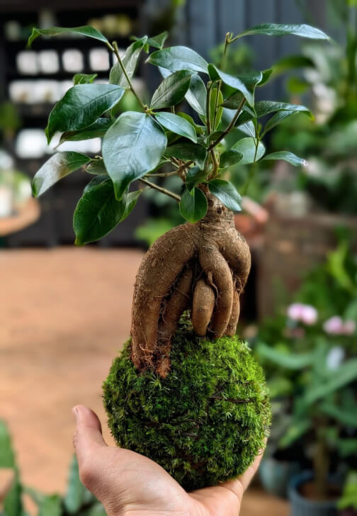 Kokedama Bonsai Workshop