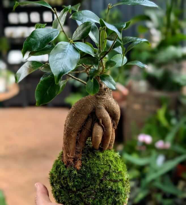 Kokedama Bonsai Workshop