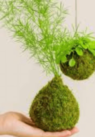 Kokedama Hanging Planter Workshop for Beginners