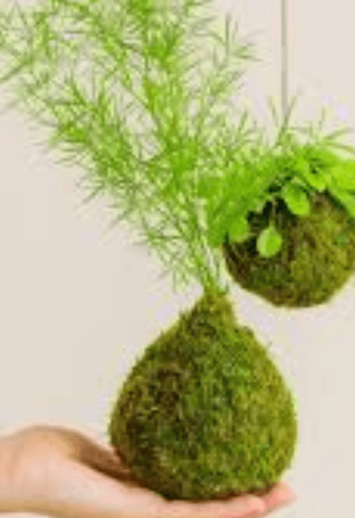 Kokedama Hanging Planter Workshop for Beginners