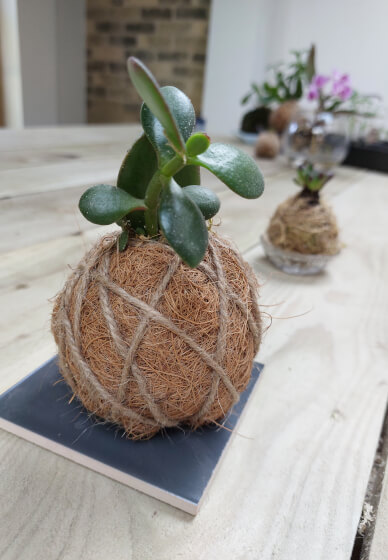 Kokedama Workshop