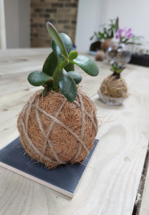 Kokedama Workshop