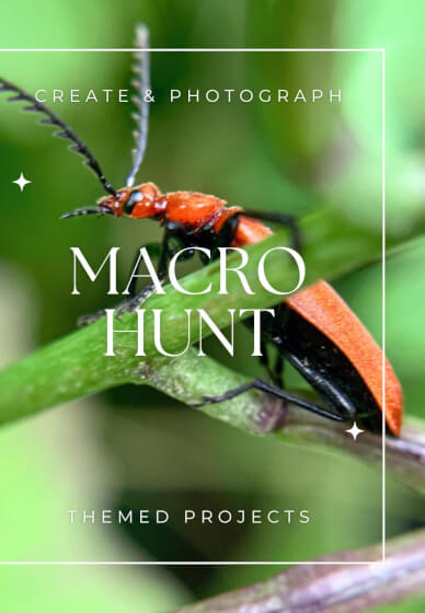 Macro Experience Photography Workshop