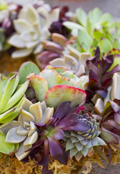 Make Your Own Succulent Wreath