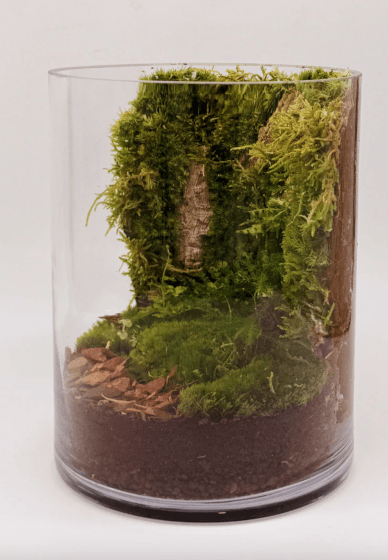 Moss Wall Terrarium Workshop