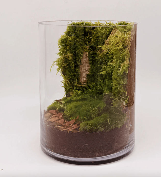 Moss Wall Terrarium Workshop
