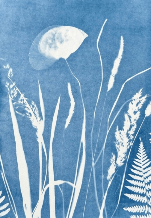 Nature Blueprint - Cyanotype Workshop