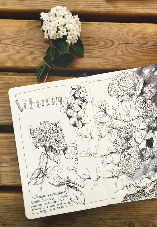 Nature Journaling Workshop