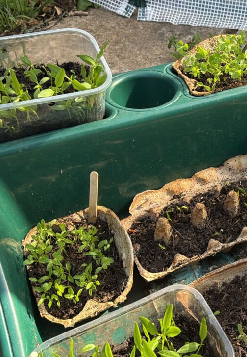 Organic Fruit and Vegetable Growing Course