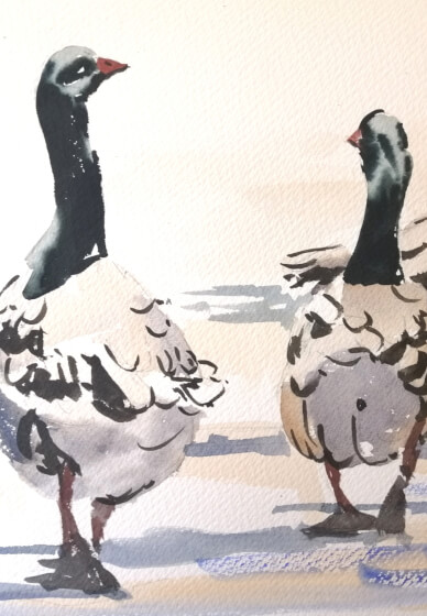 Paint Watercolour Geese