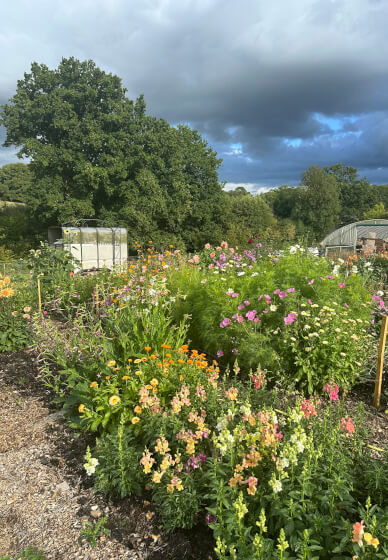 Pick-Your-Own Flowers Experience