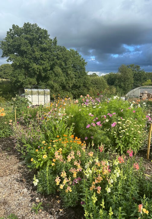 Pick-Your-Own Flowers Experience