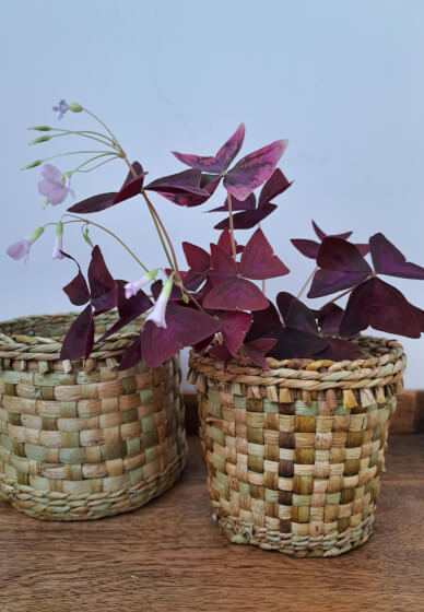Plant Pot Basketry Weaving Workshop