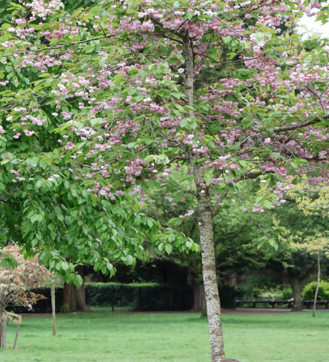 Plein Air Tree Drawing Class