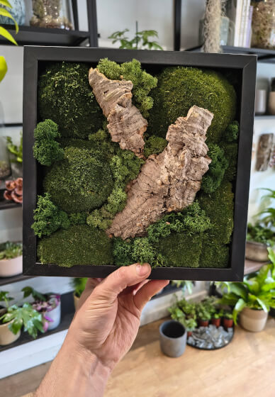 Preserved Moss Art Workshop