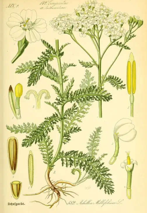 Queer Herbal Medicine Workshop