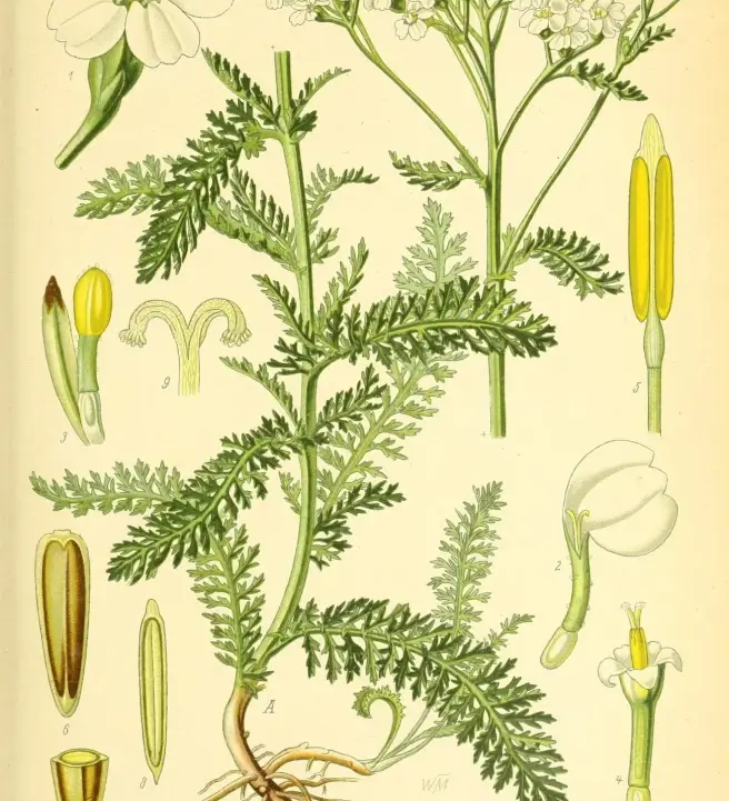 Queer Herbal Medicine Workshop