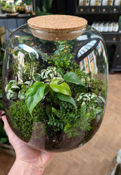 Terrarium Ecosystem Workshop