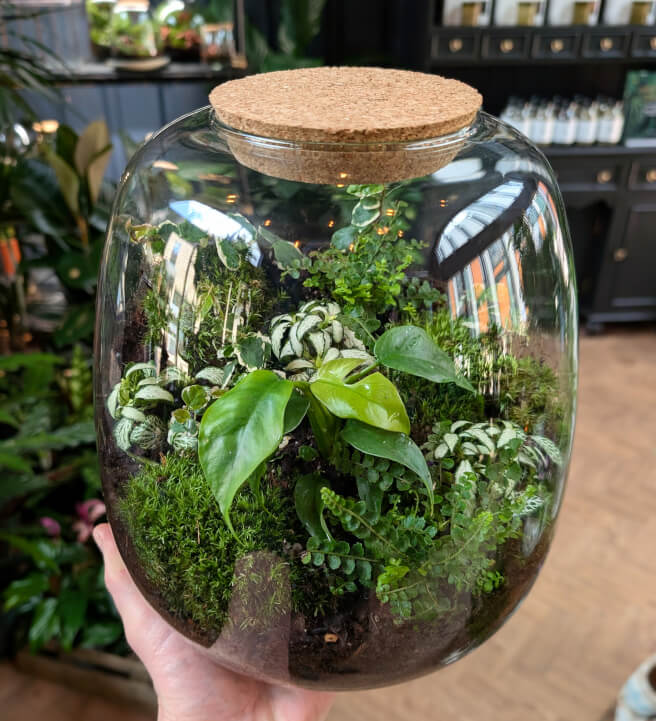Terrarium Ecosystem Workshop